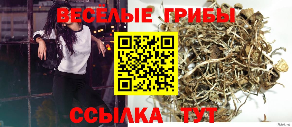 Псилоцибиновые грибы GOLDEN TEACHER Избербаш